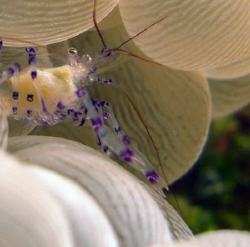 Bubble coral w/ shrimp by Martin Dalsaso 